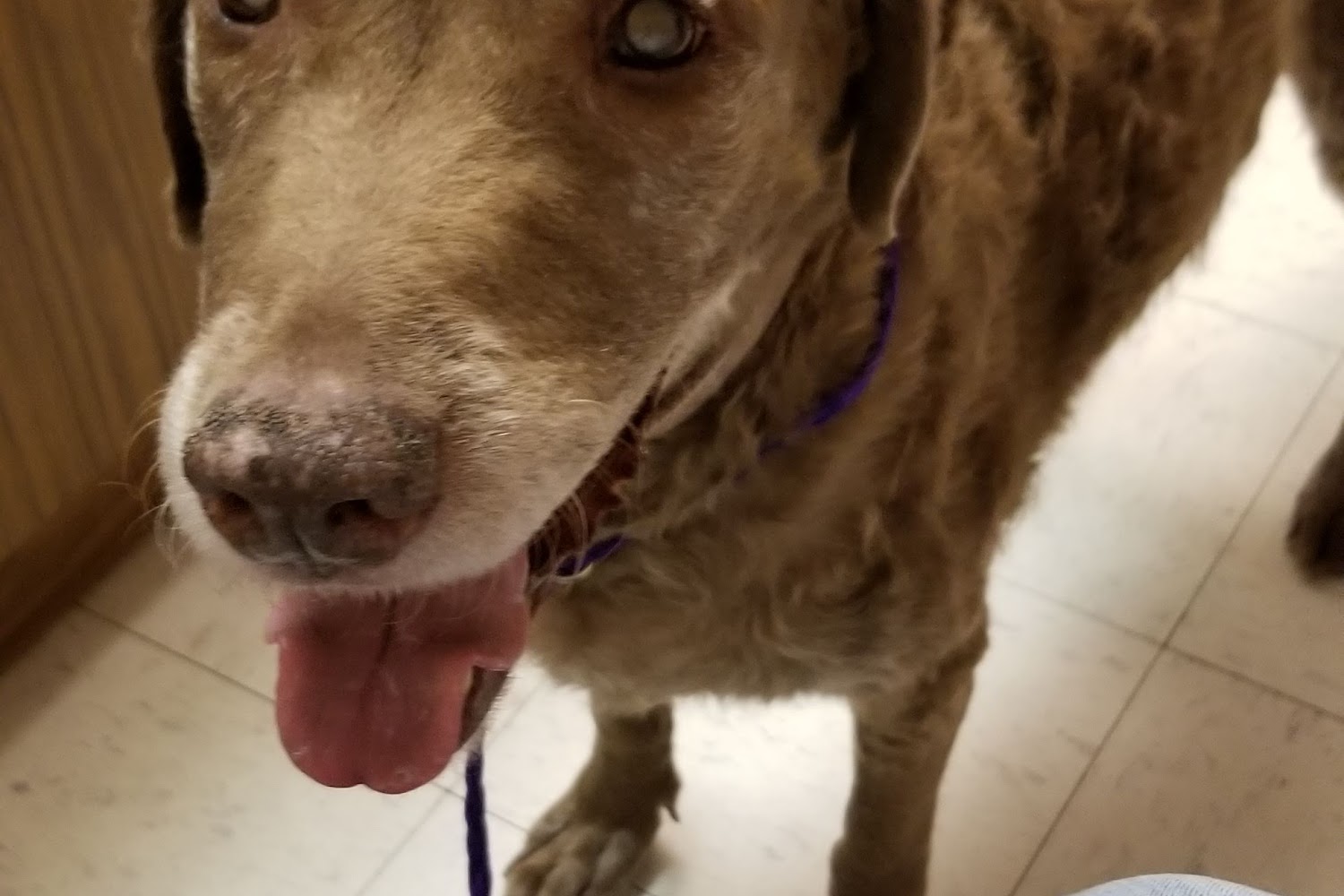 Adirondack Park Pet Hospital