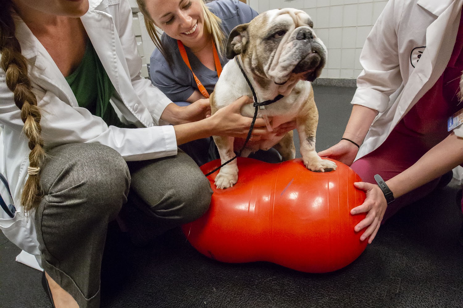 University of Illinois Veterinary Teaching Hospital
