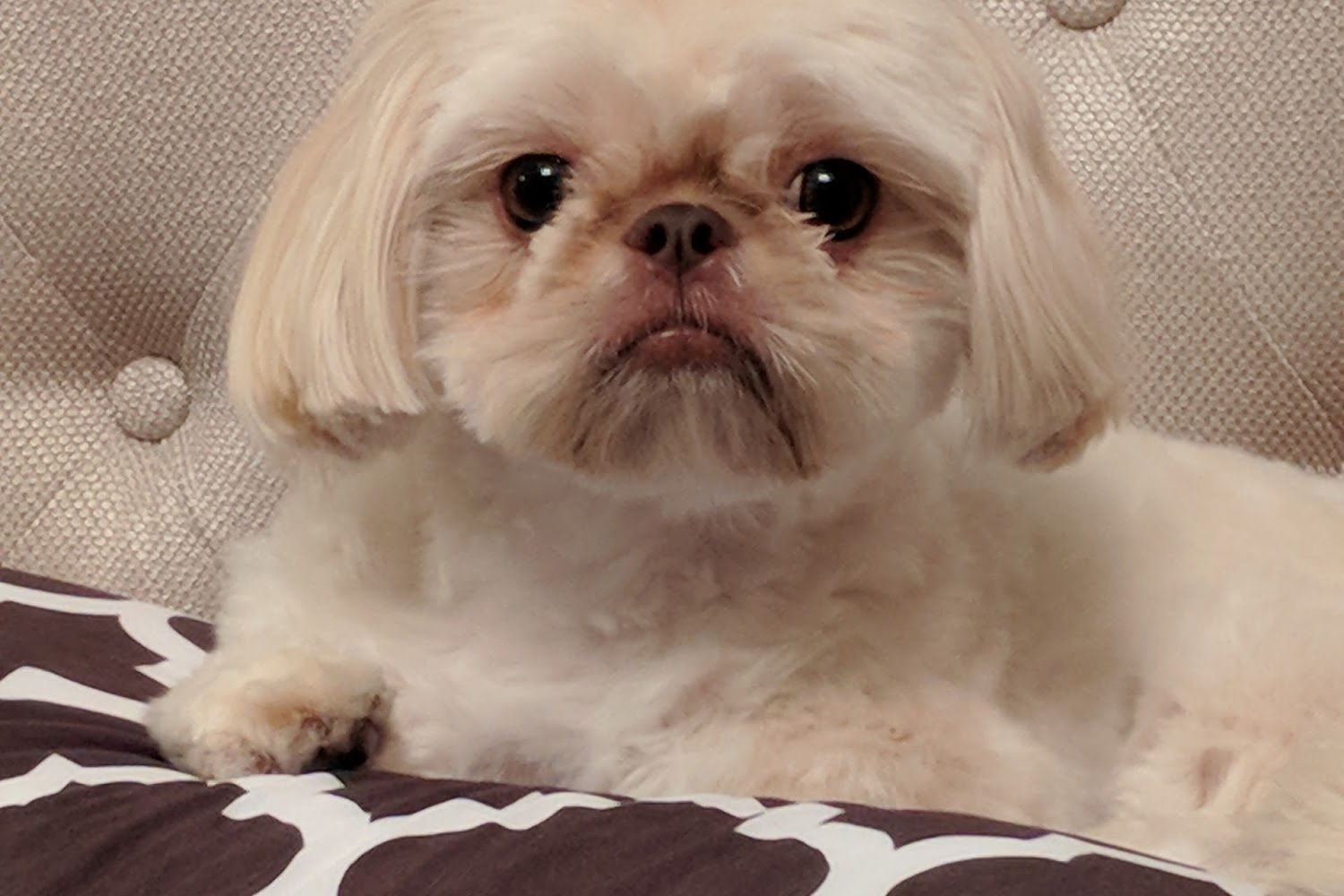 Bellmore Veterinarian Hospital