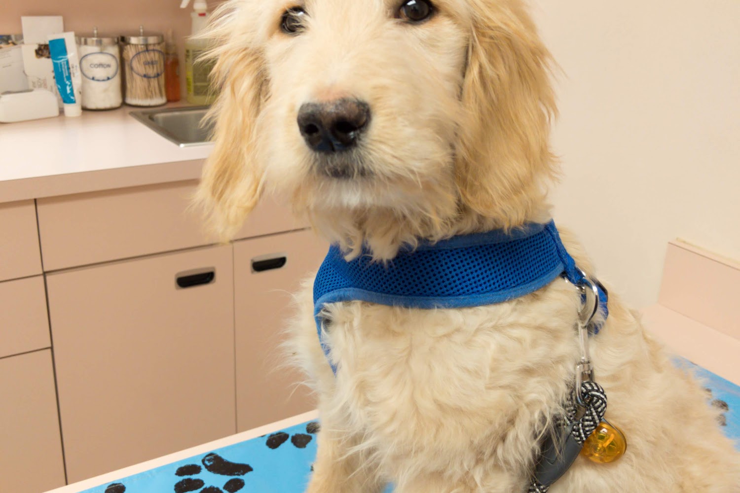 Burrstone Animal Hospital