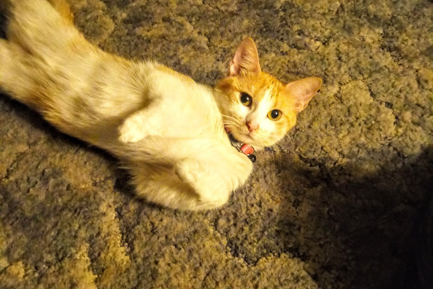 Bradley Animal Hospital