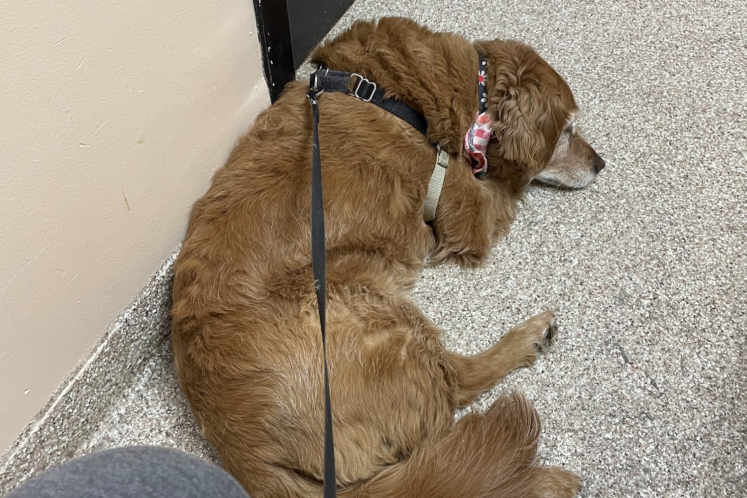 Mc Killip Animal Hospital