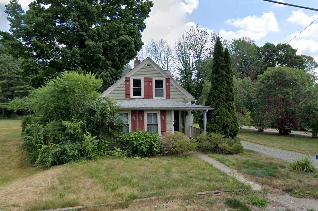 Greysland Greyhound Adoption