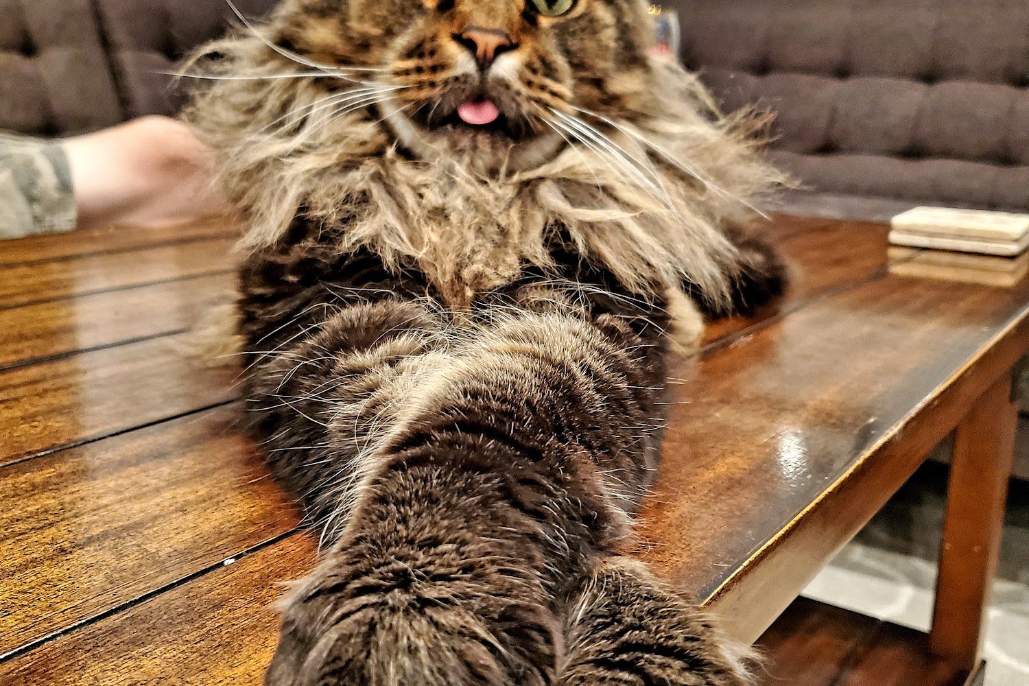 Forest View Animal Hospital