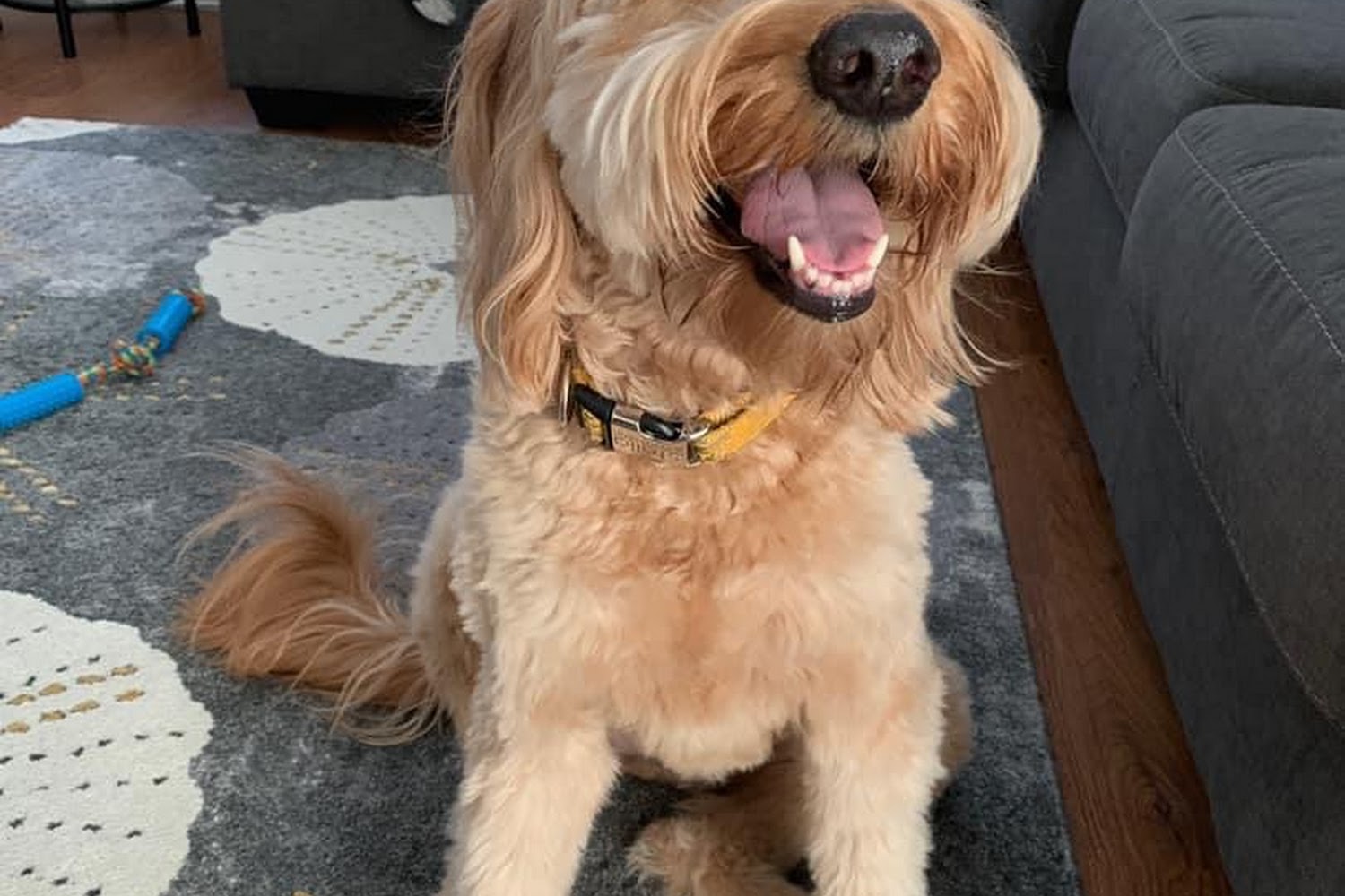 Lockport Animal Hospital