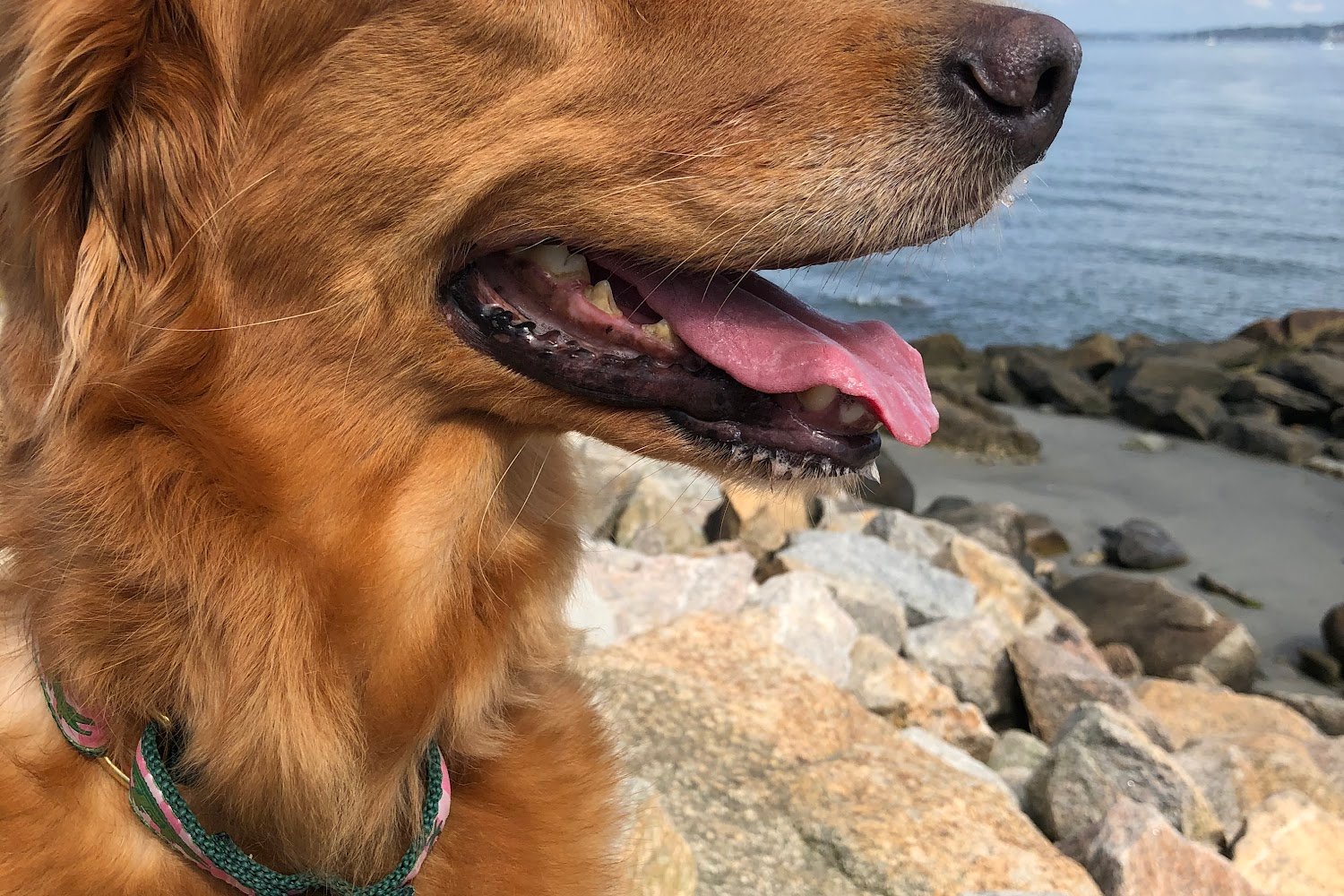 Yankee Golden Retriever Rescue