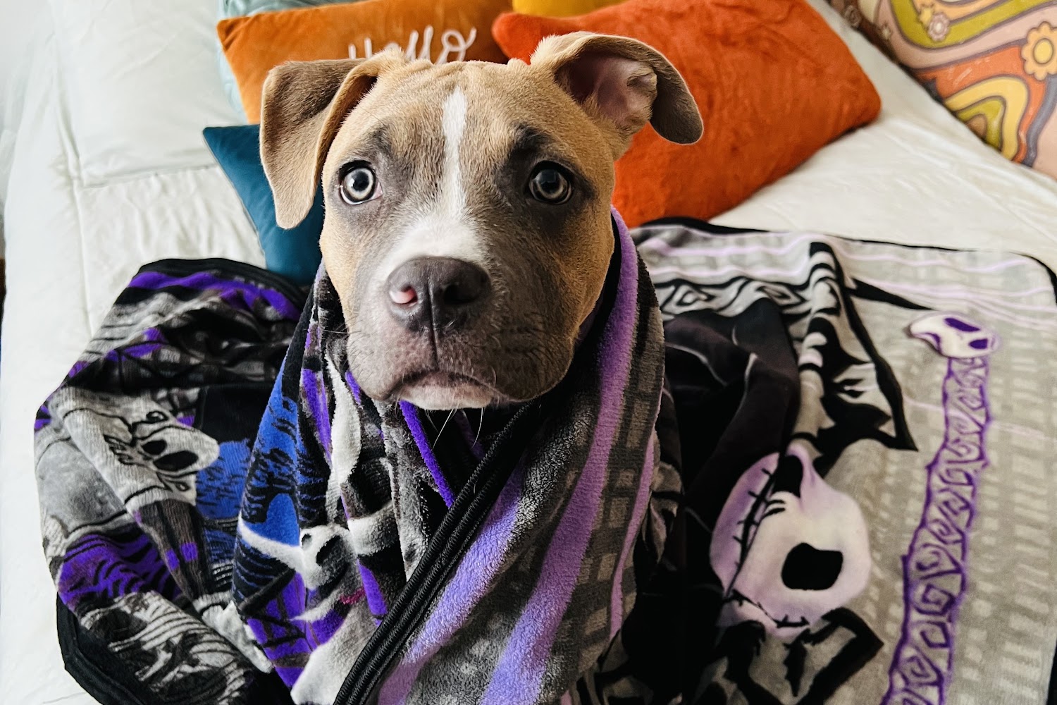 Perryville Pet Hospital