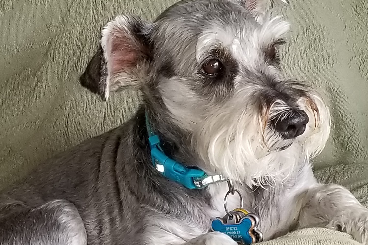 Hornell Animal Hospital