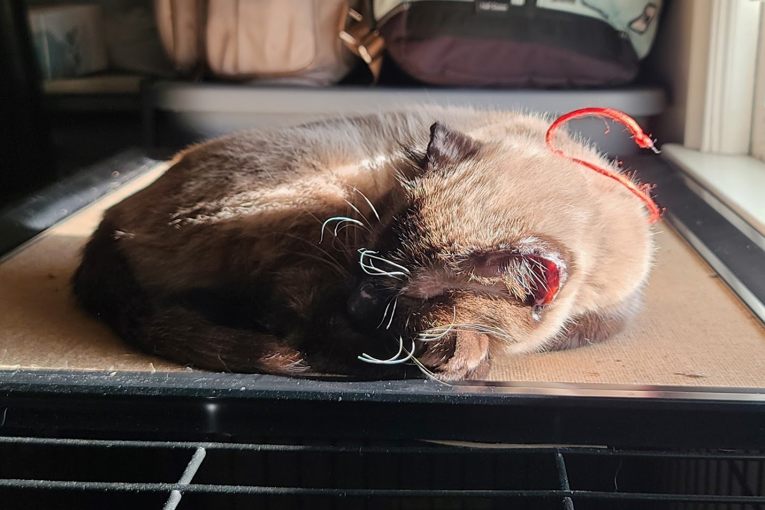 Centralia Humane Society