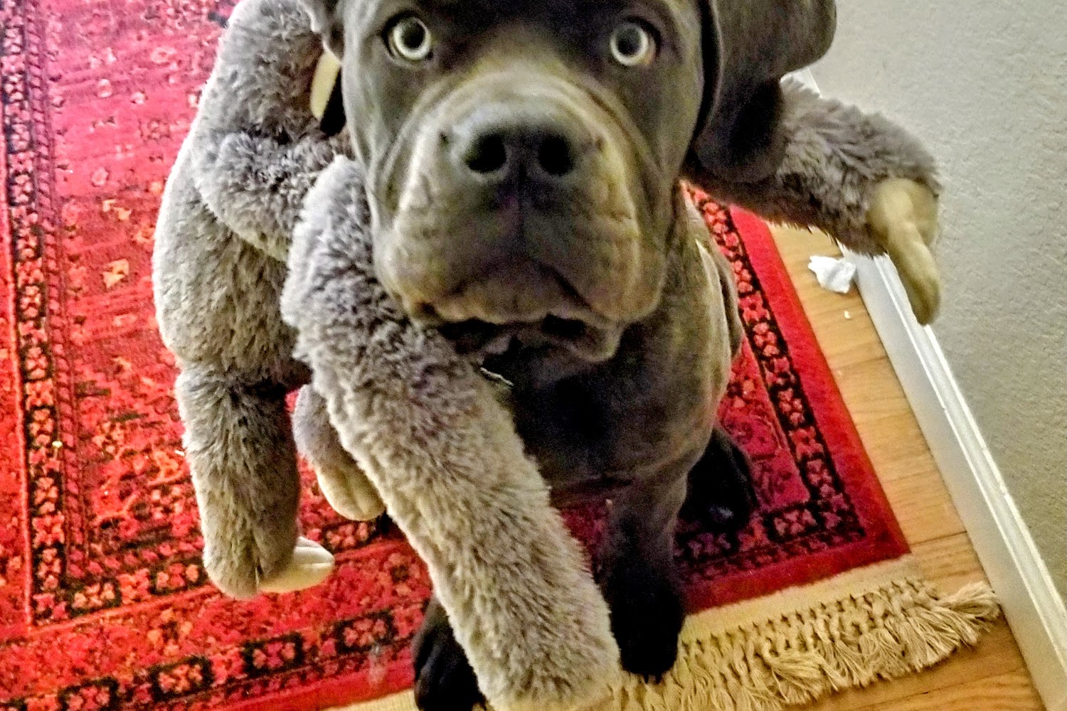 Elizabeth Animal Hospital