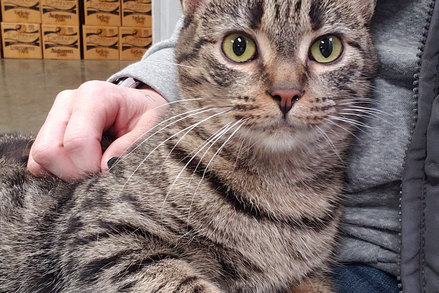 Wayne County Humane Society