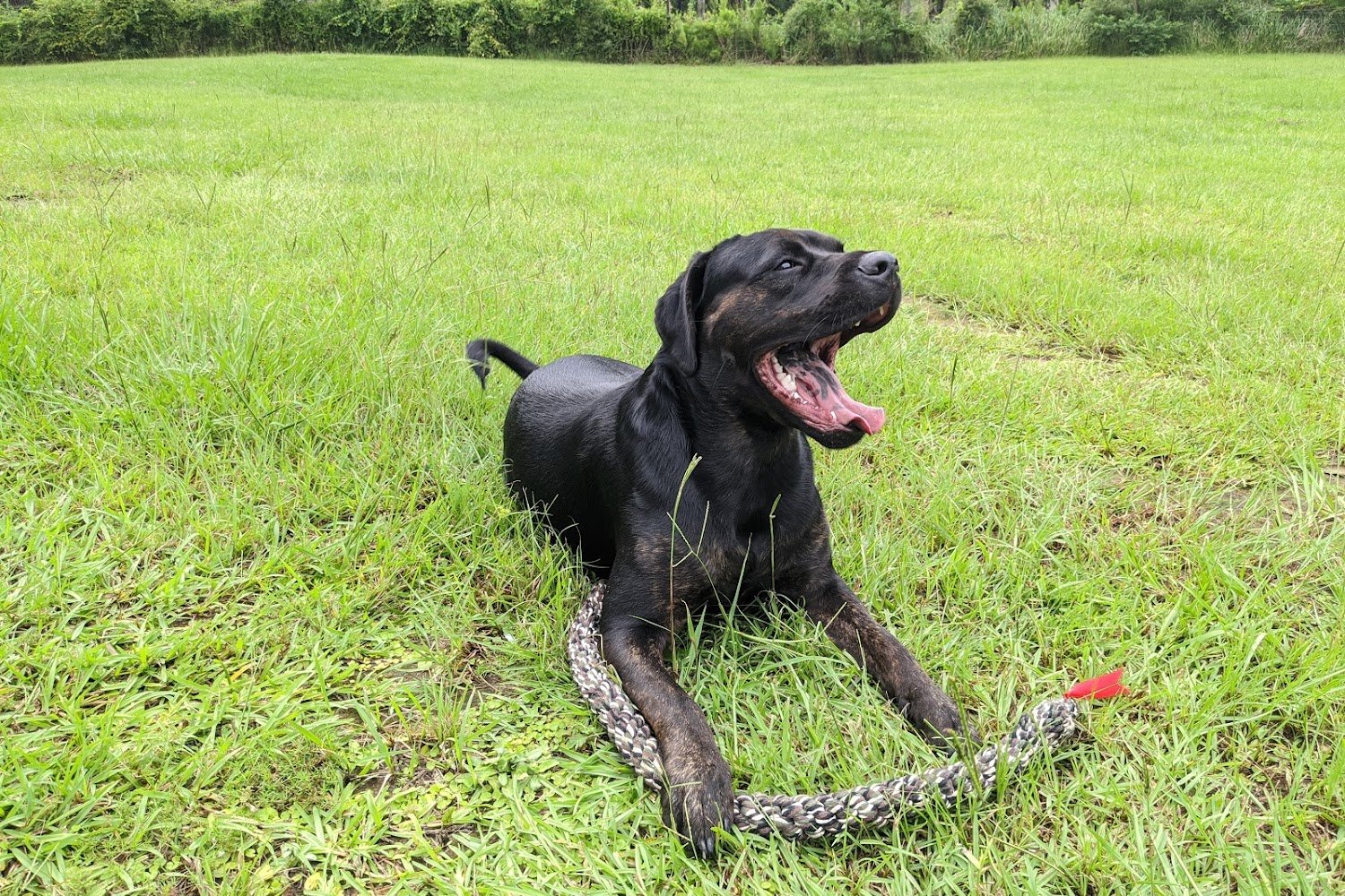 Biles Animal Hospital