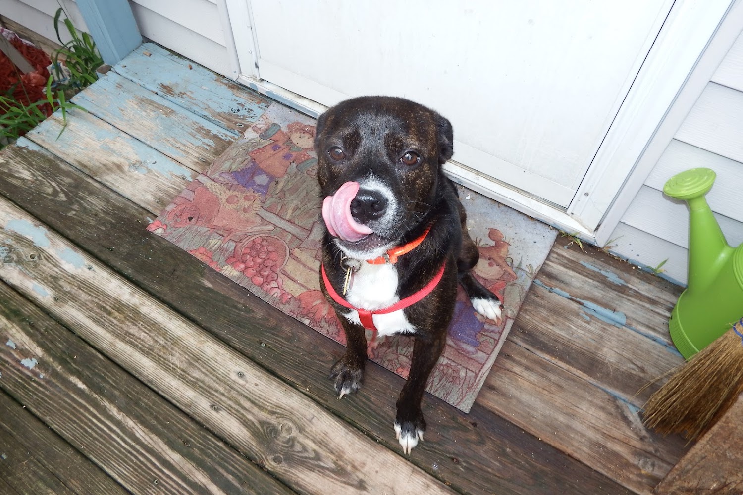 Hanna City Animal Shelter