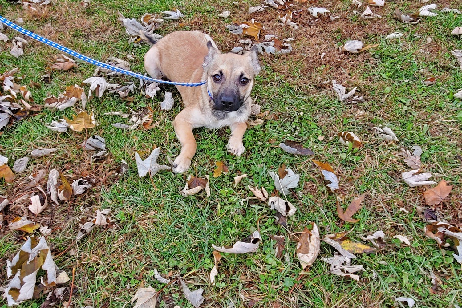 Richland County Animal Control