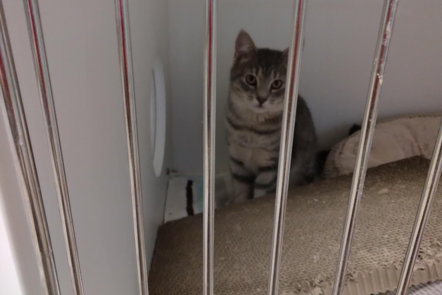 Marshfield Animal Control