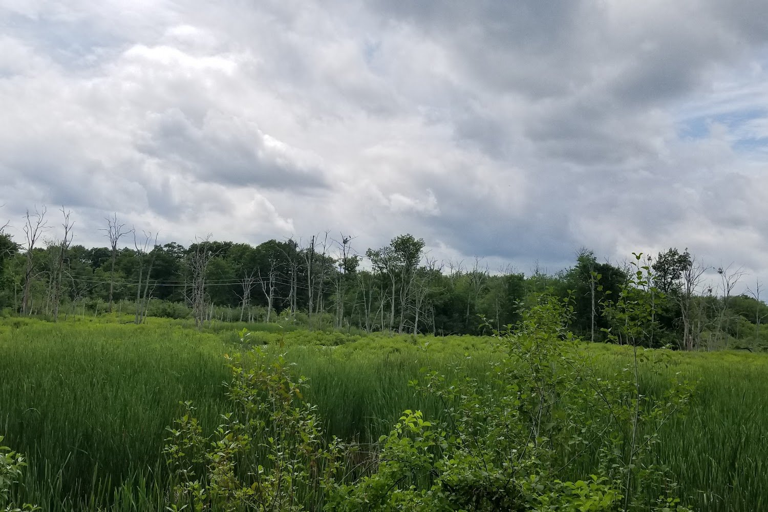 Massachusetts State Animal Control