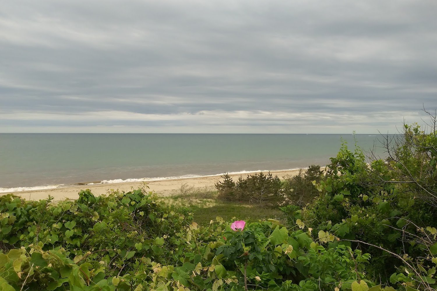 Nantucket Animal Control