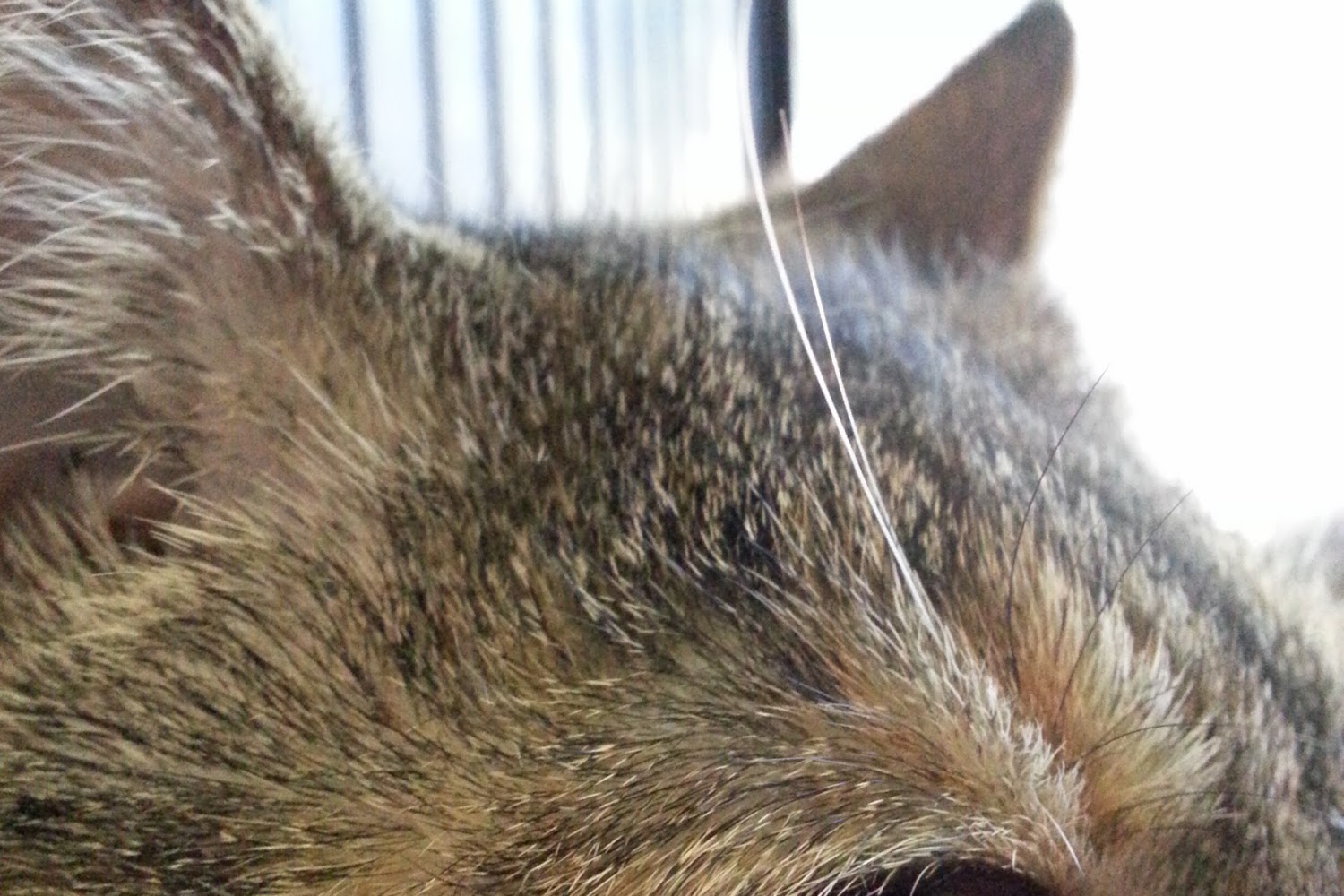 SPCA of Westchester County