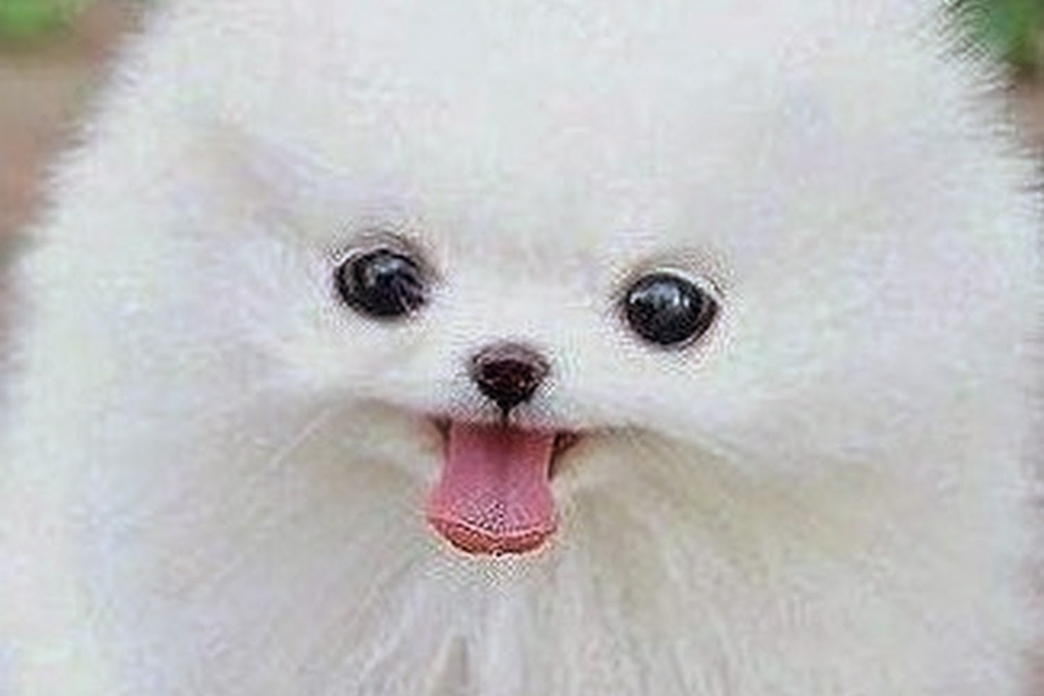 Dedham Animal Control