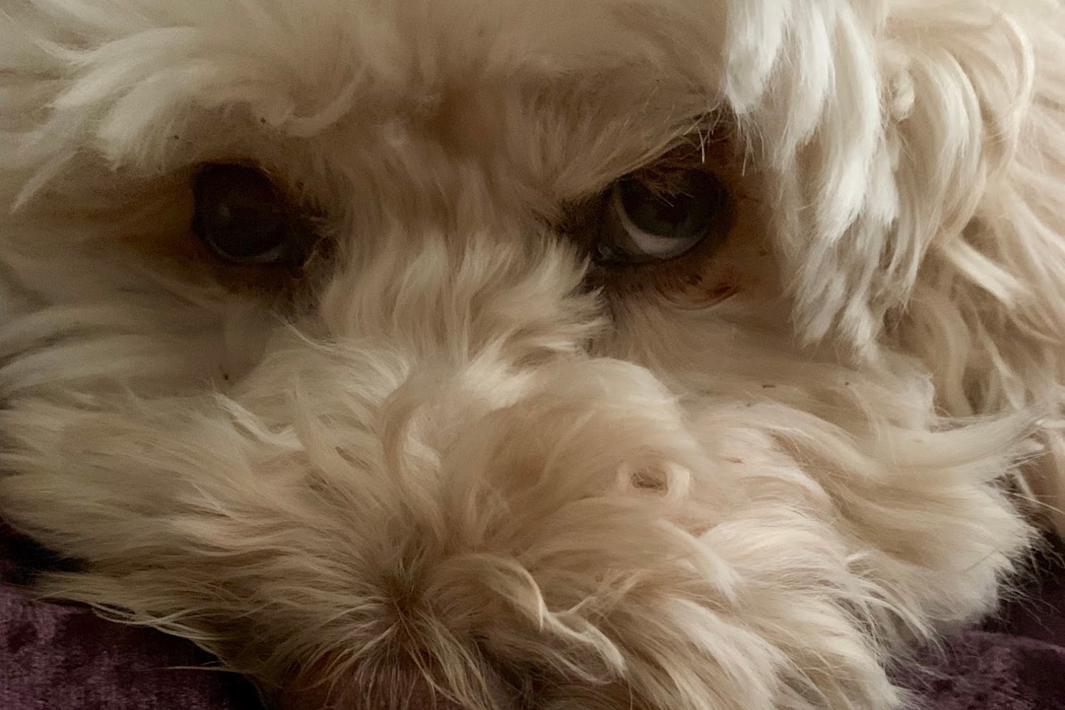 Noah's Ark Animal Hospital