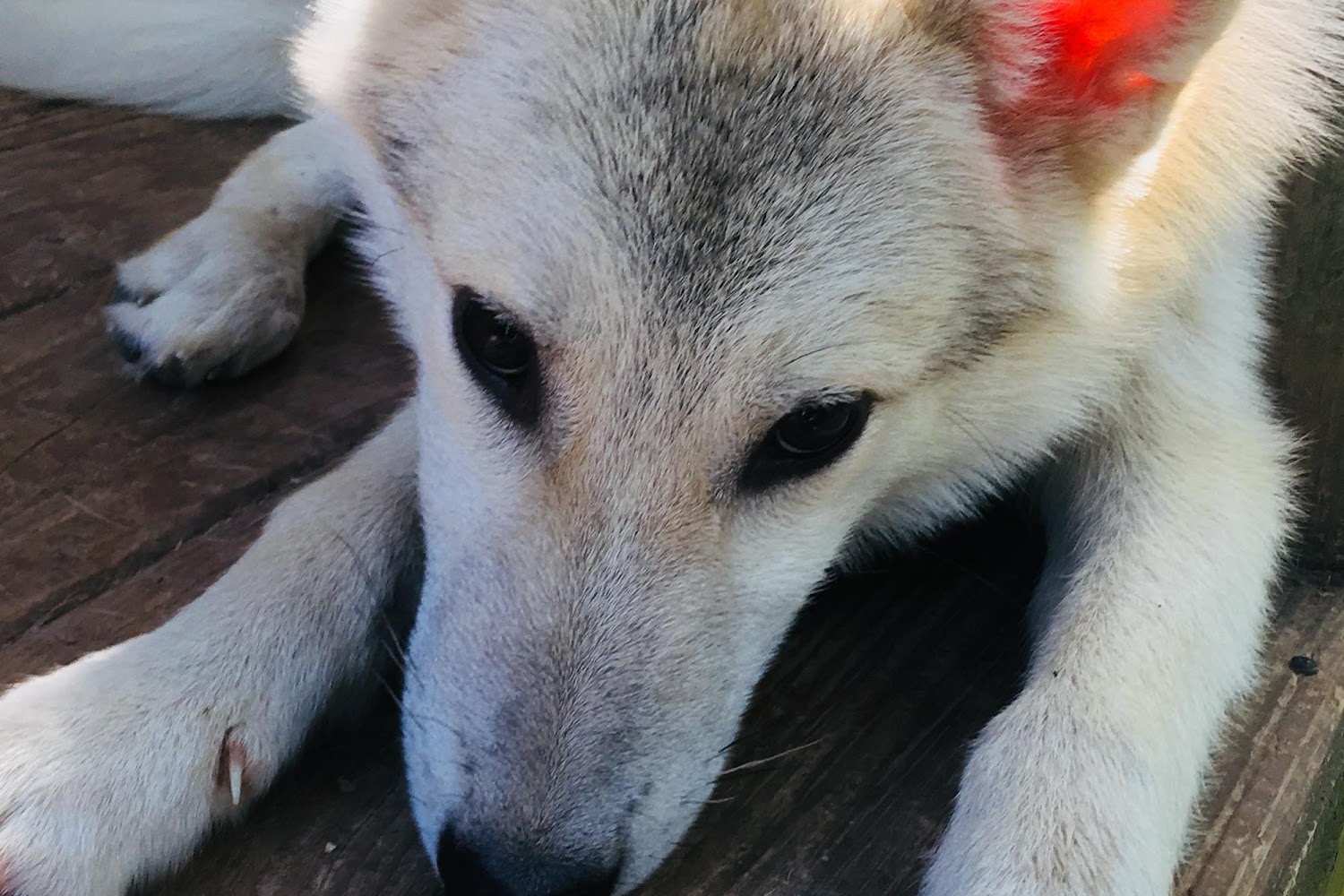 Collierville Animal Shelter