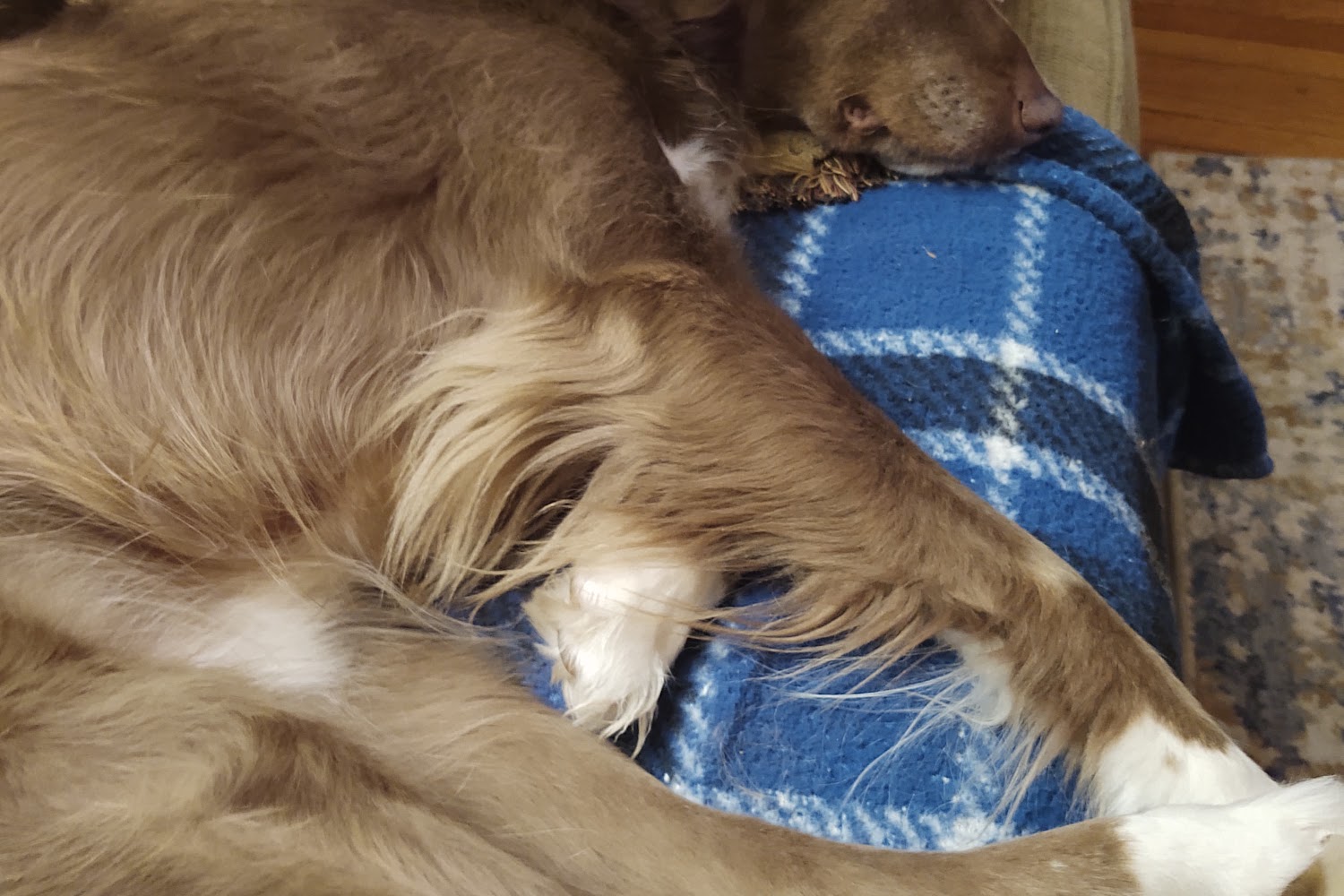 Homer Animal Shelter