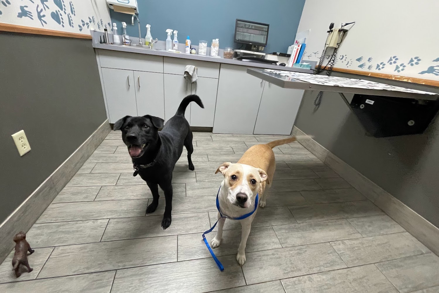 All Paws Animal Hospital