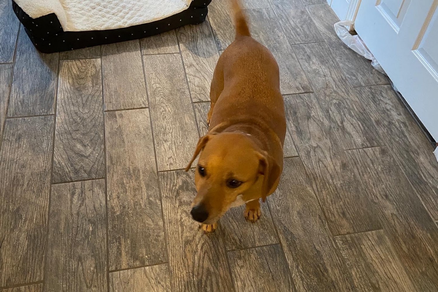 Massachusetts State Animal Control