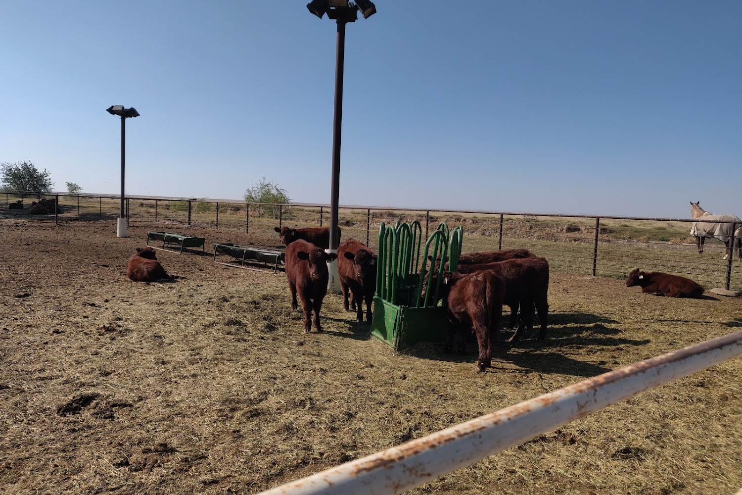 Peak View Animal Hospital