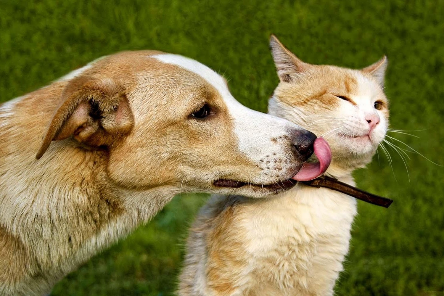 Heritage Animal Hospital