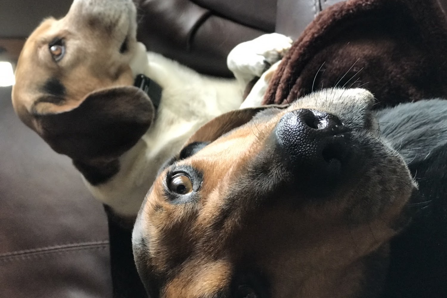 North Branch Veterinary Hospital