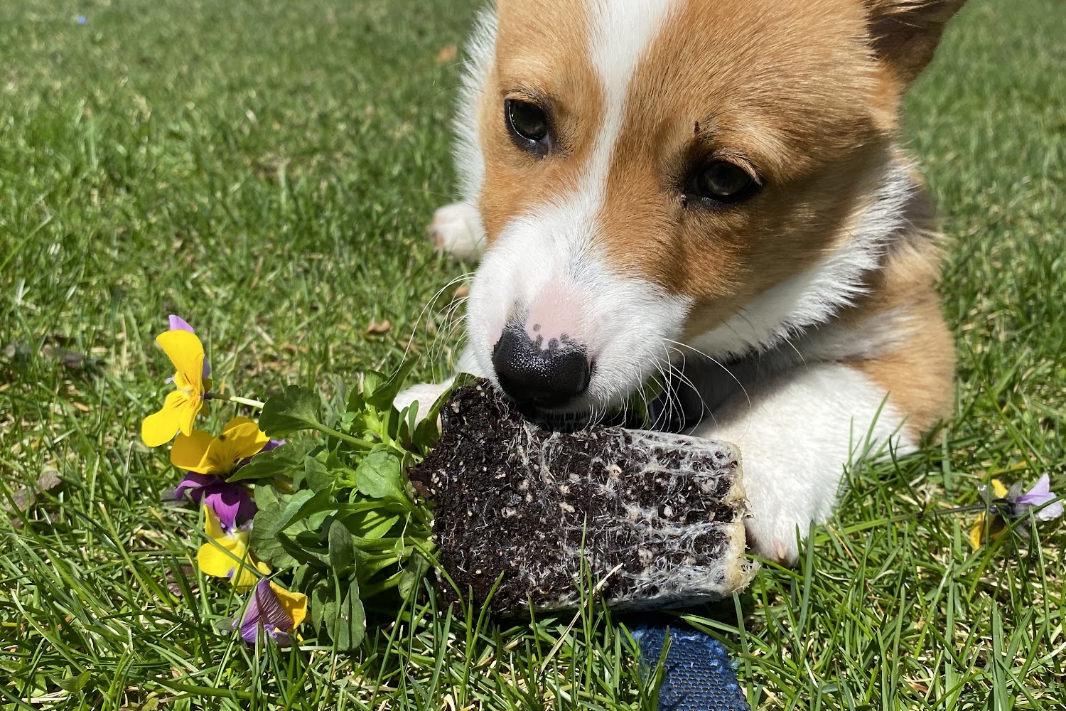 Athol Animal Control