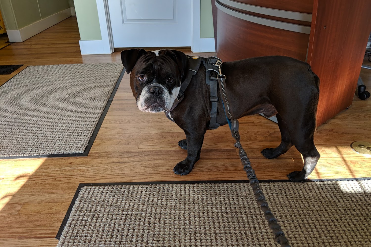 Park Animal Hospital & Wellness Center