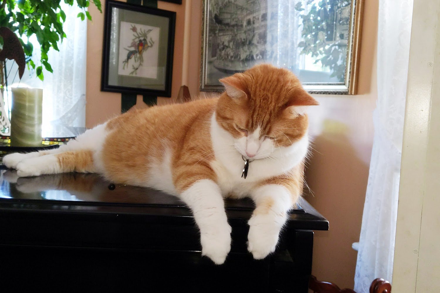 Humane Society of Erie County