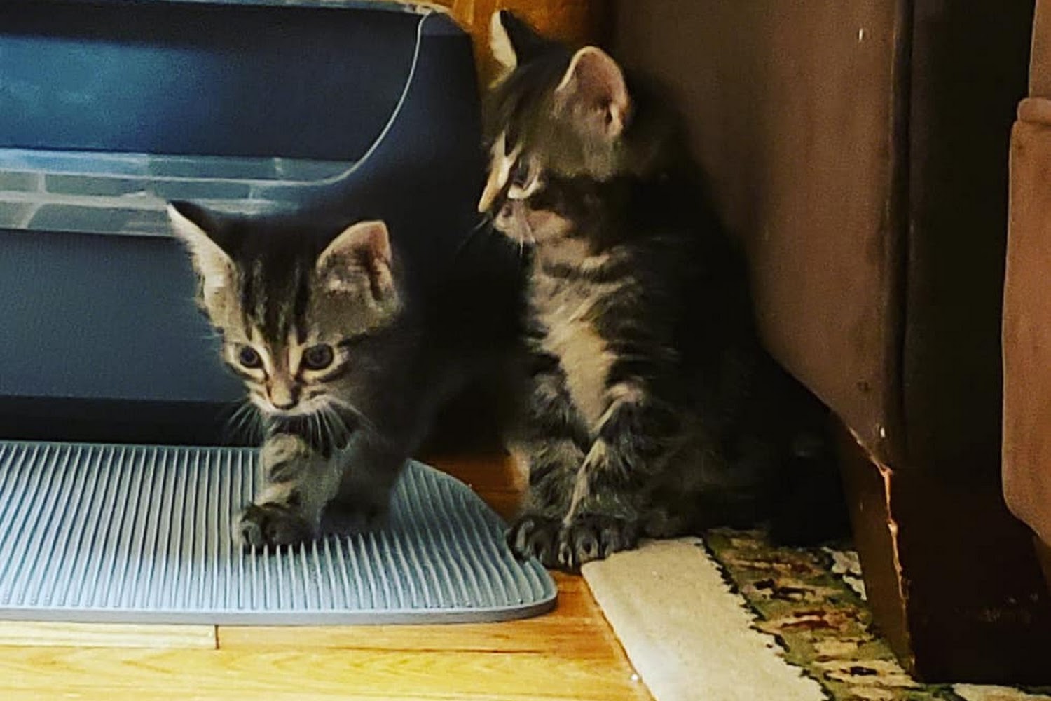 Catnip & Carrots Veterinary