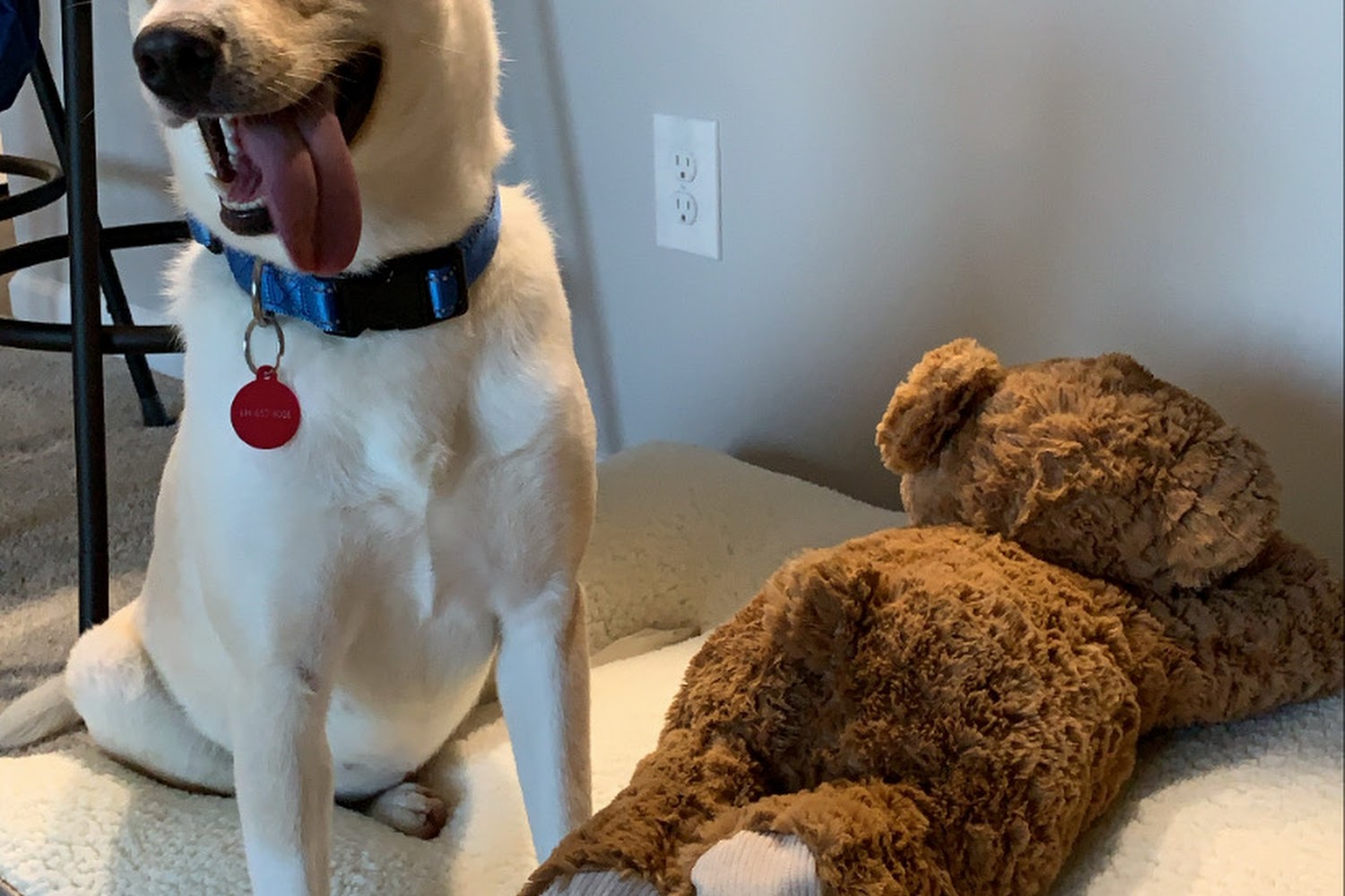 Animal Shelter Society