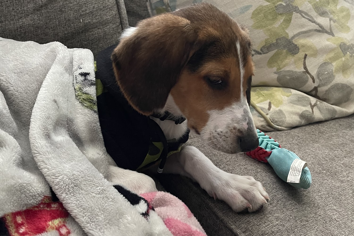 Wood County Dog Shelter