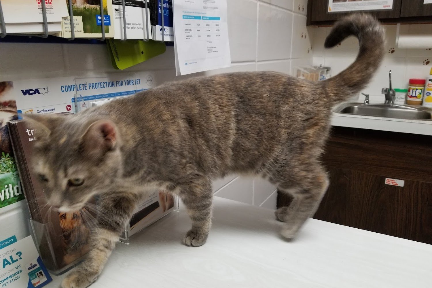 Laconia Animal Hospital