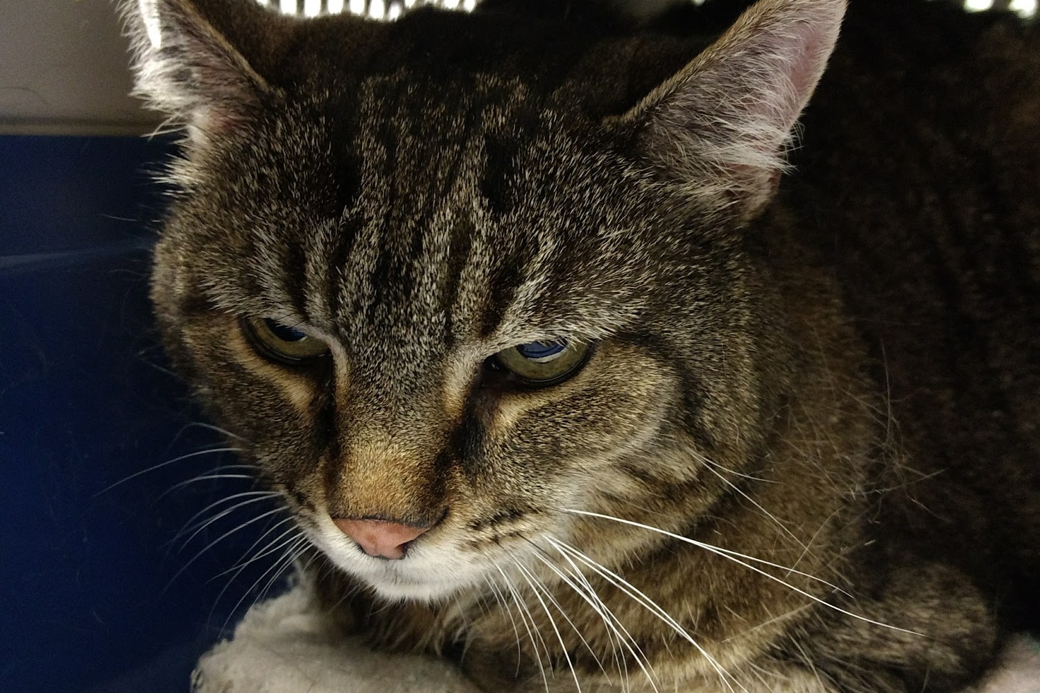 Harrogate Hospital for Animals