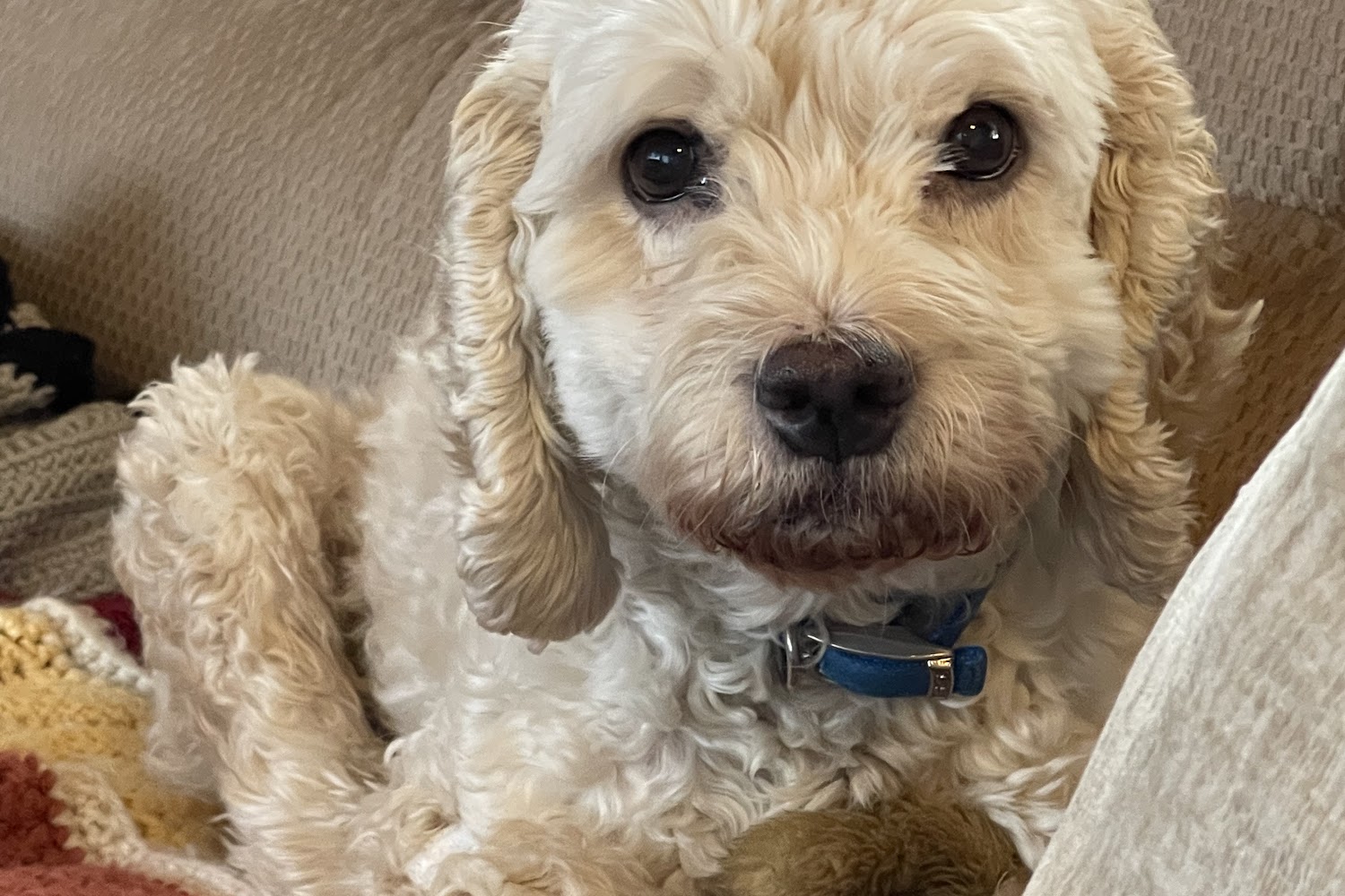 Amclare Veterinary Hospital