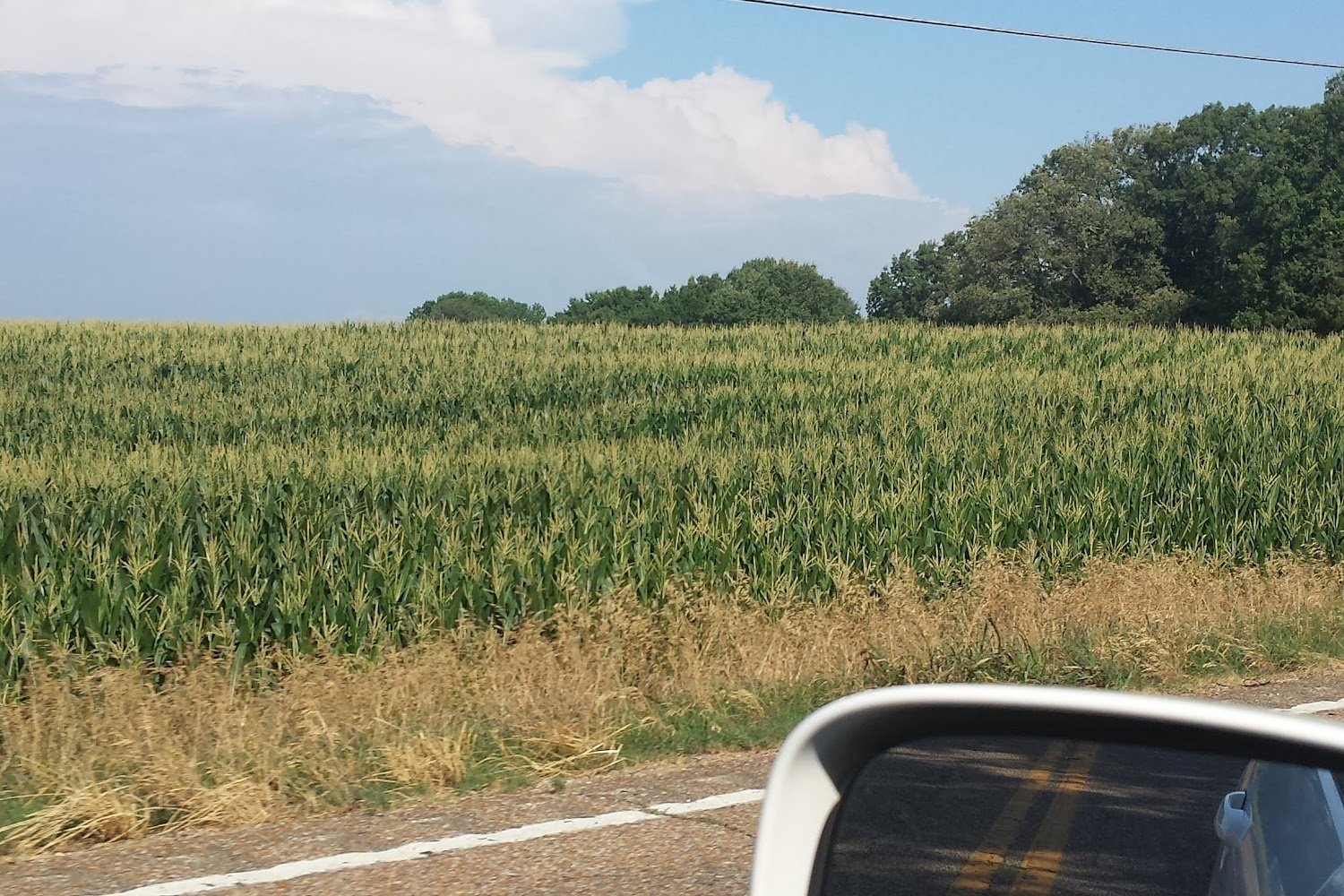 Gibson County Animal Shelter