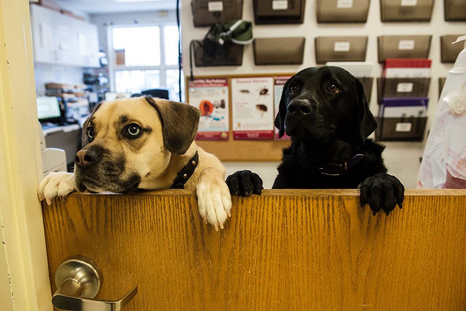 CNY Veterinary Services at Animal Kingdom