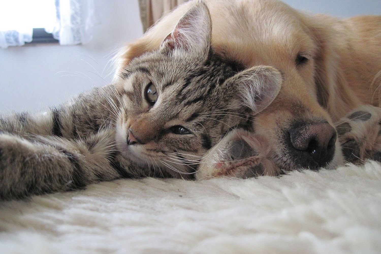 Court Street Veterinary Hospital