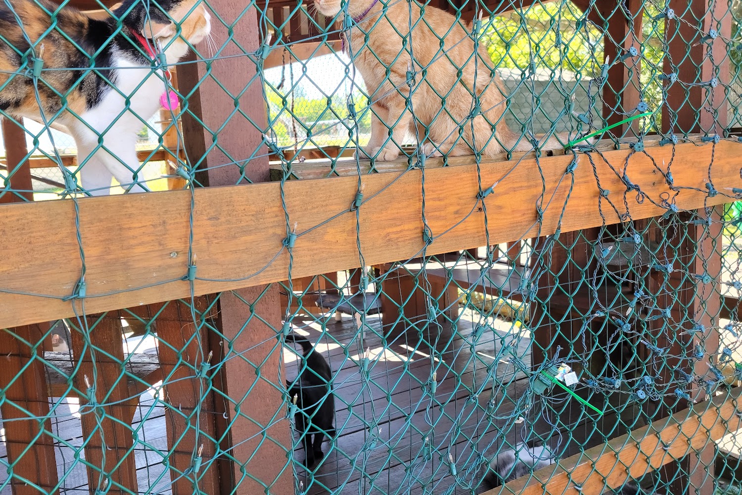 McKean County S P C A