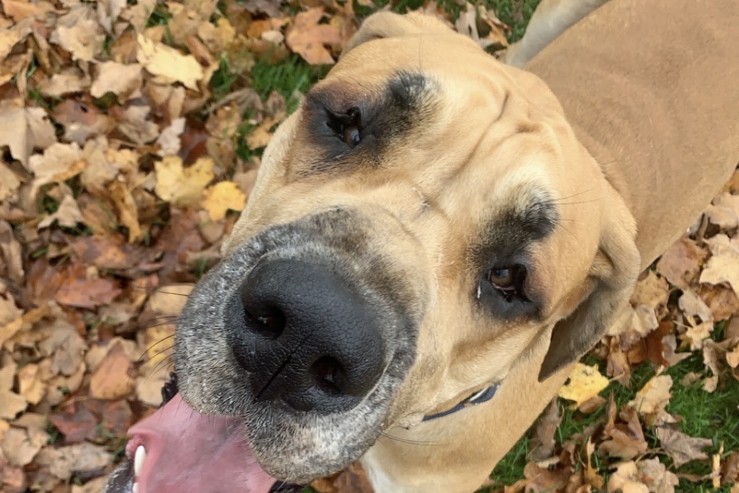 Animal Hospital At West Ridge