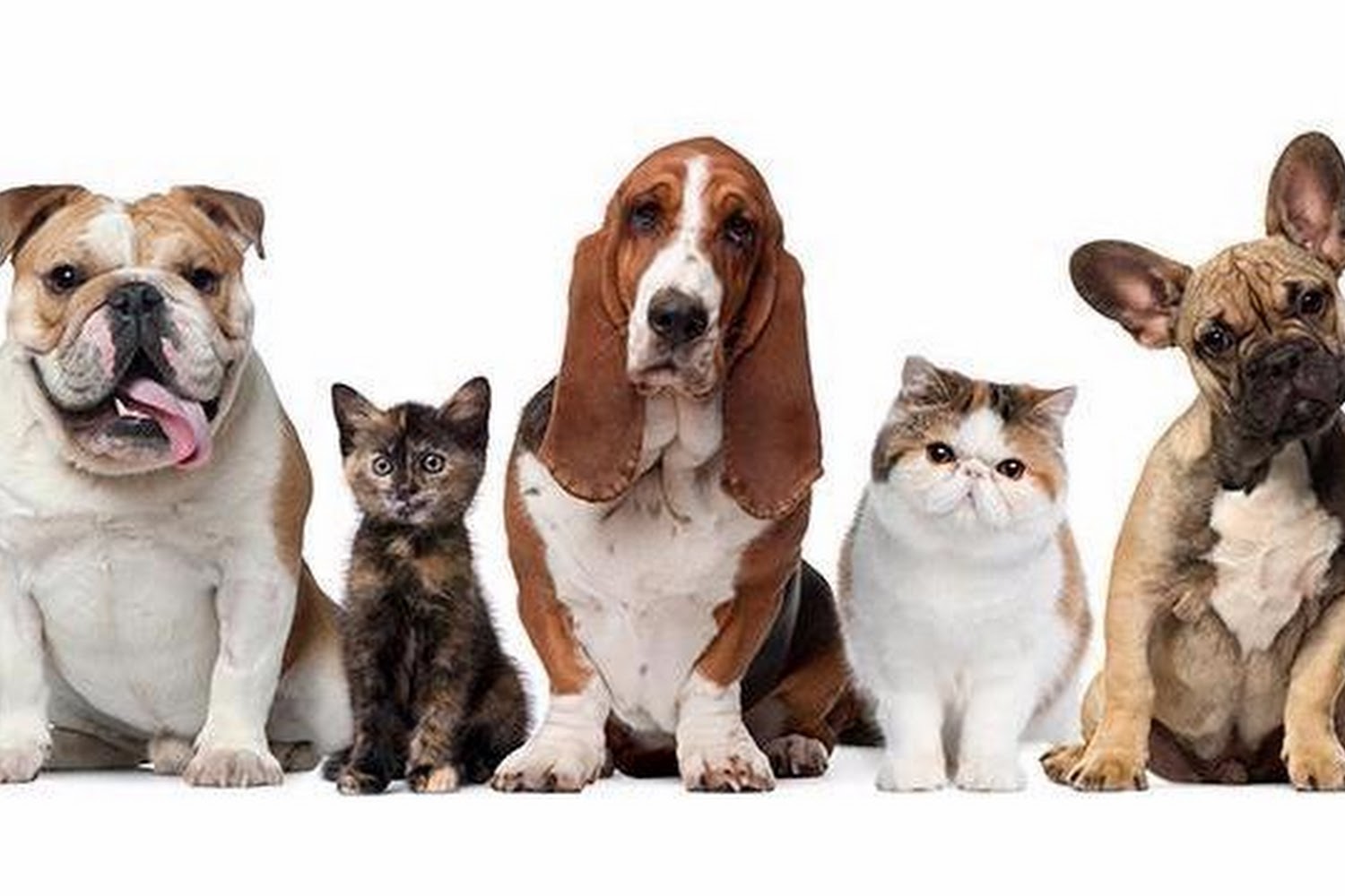 My Veterinary Animal Hospital