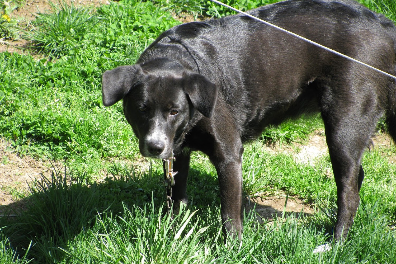 Ross County Humane Society