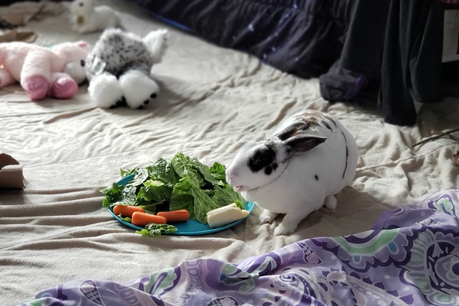 Seneca Animal Hospital