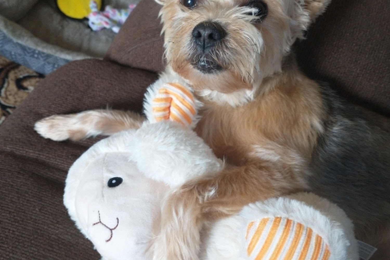 Girard Animal Hospital