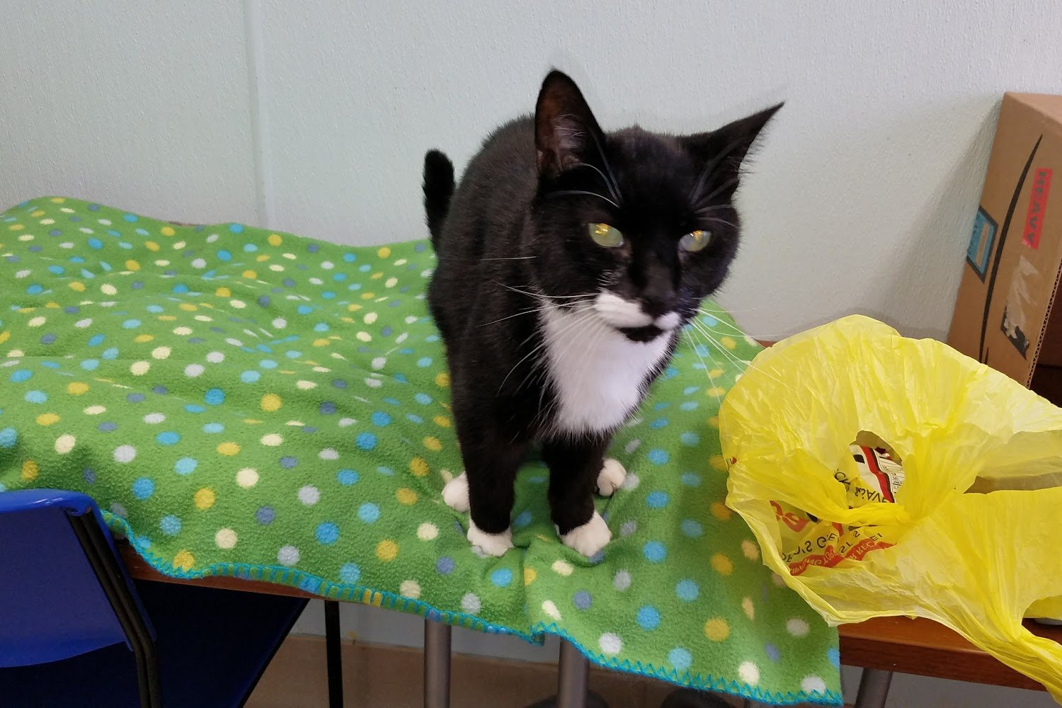 Mid Hudson Animal Aid